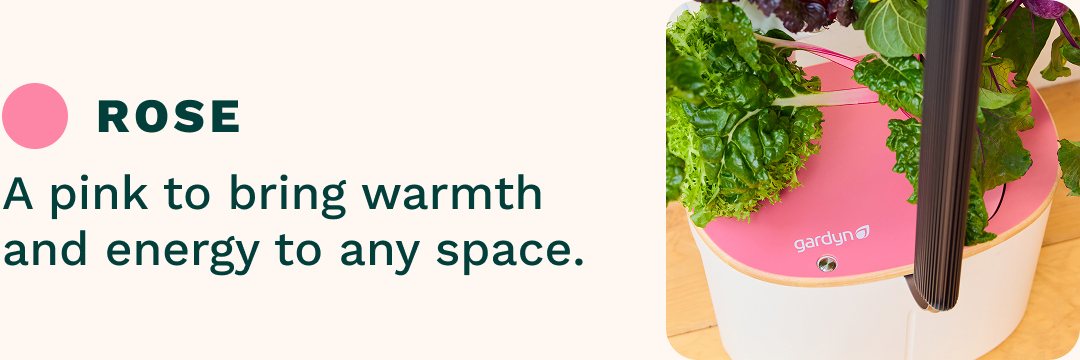 Rose | A pink to bring warmth and energy to any space.