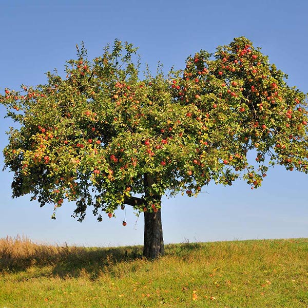 Image of Honeycrisp™ Apple Tree