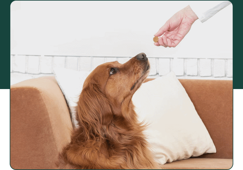 Dog Image