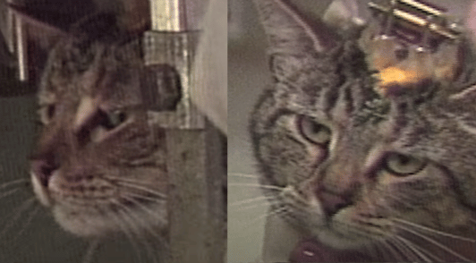 cat used in experiment on skull