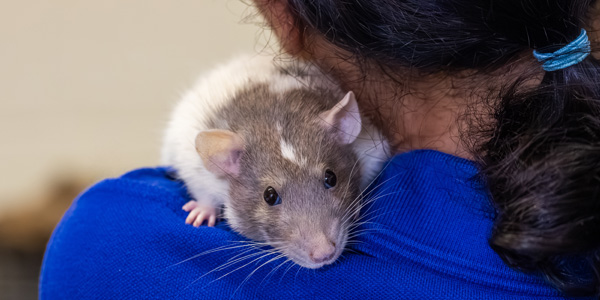 A domestic rat being held securely in the crook of an Animal Care Supervisor's neck