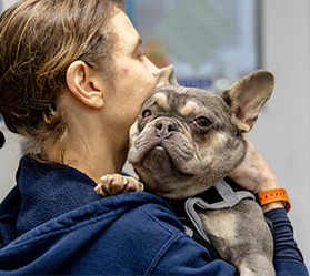 Image of a French bulldog named Paprika being held by an RSPCA member of staff
