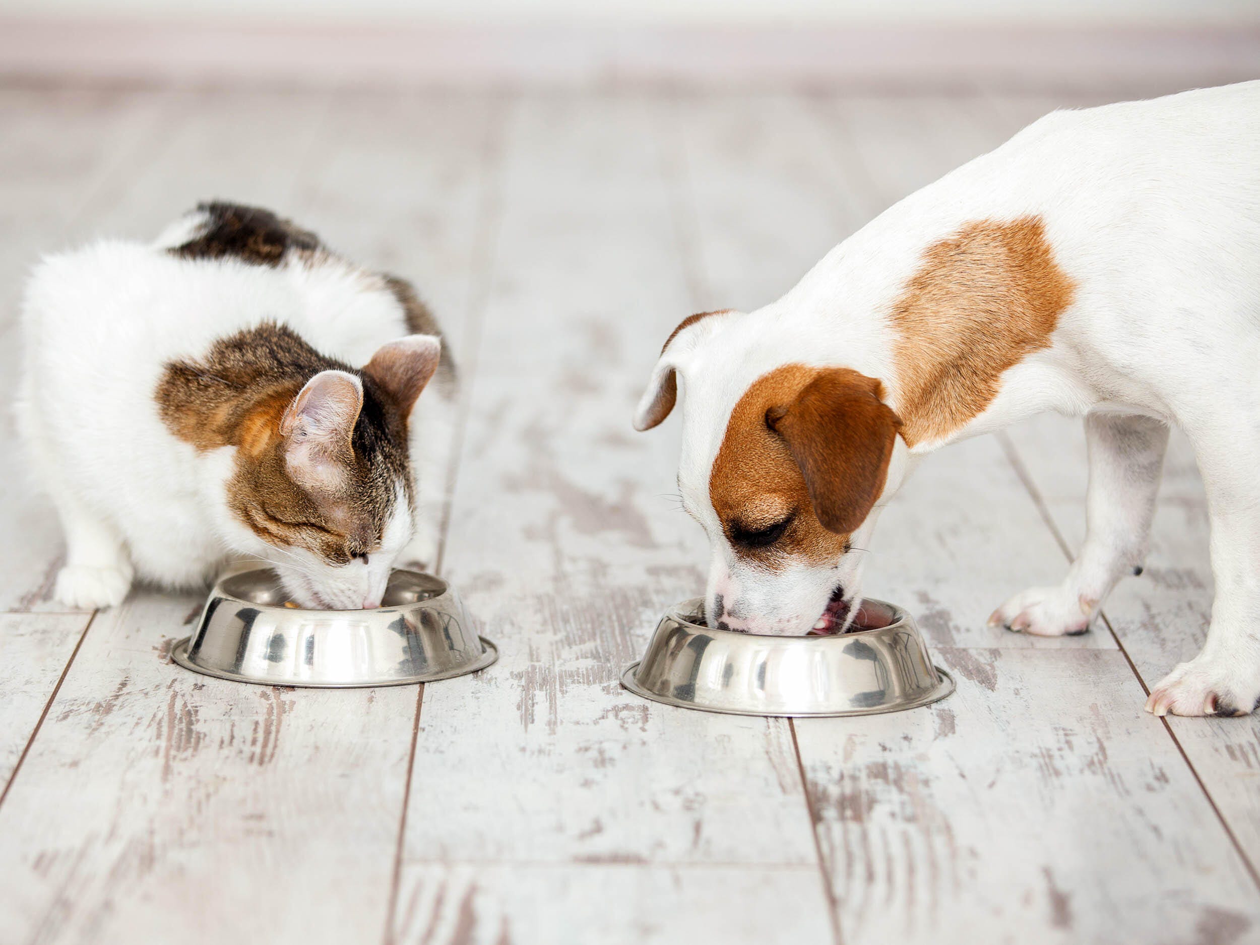 Cat and dog eating