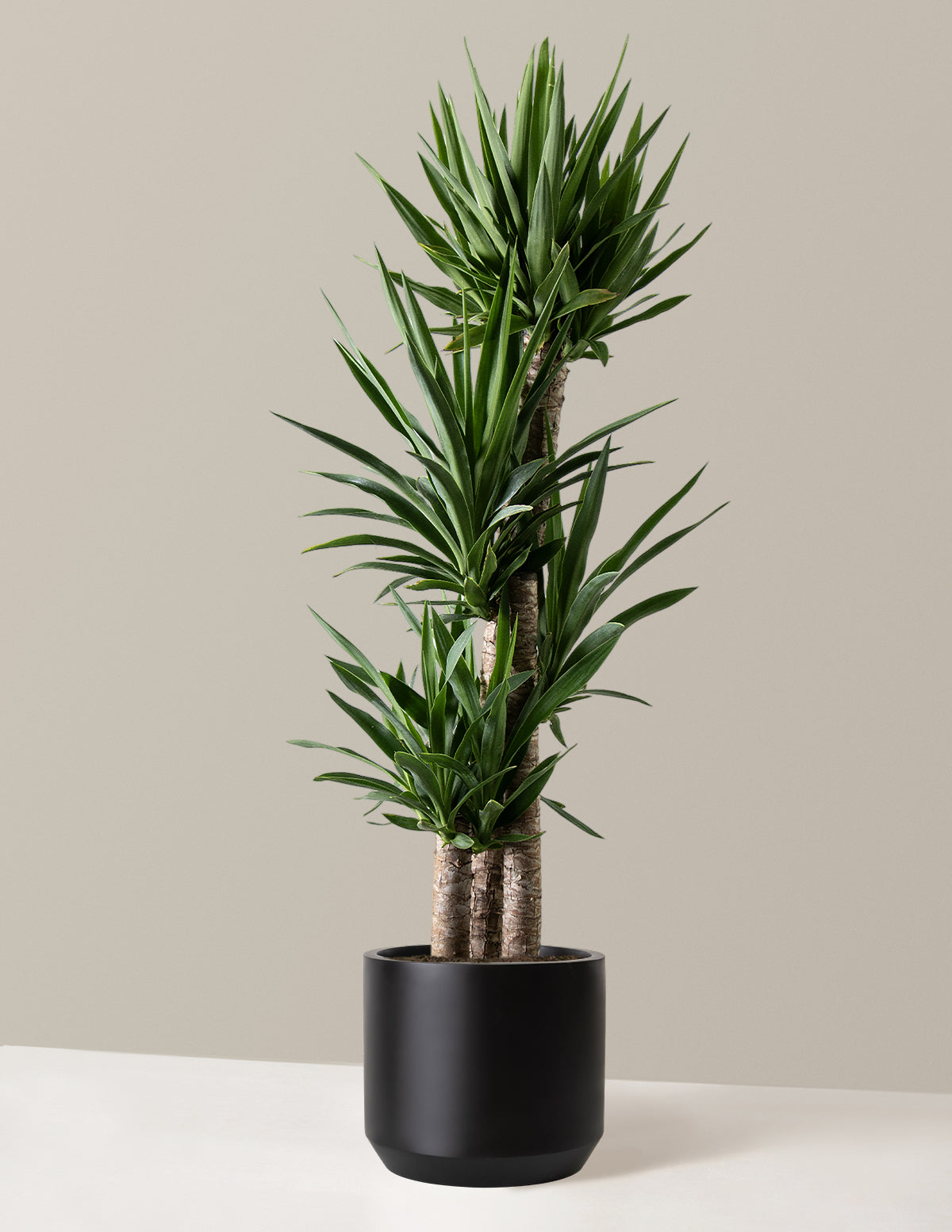 Image of Yucca Plant Multi Stem