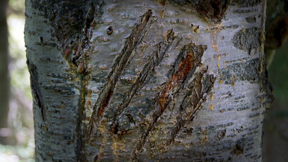 scratches-on-tree-1