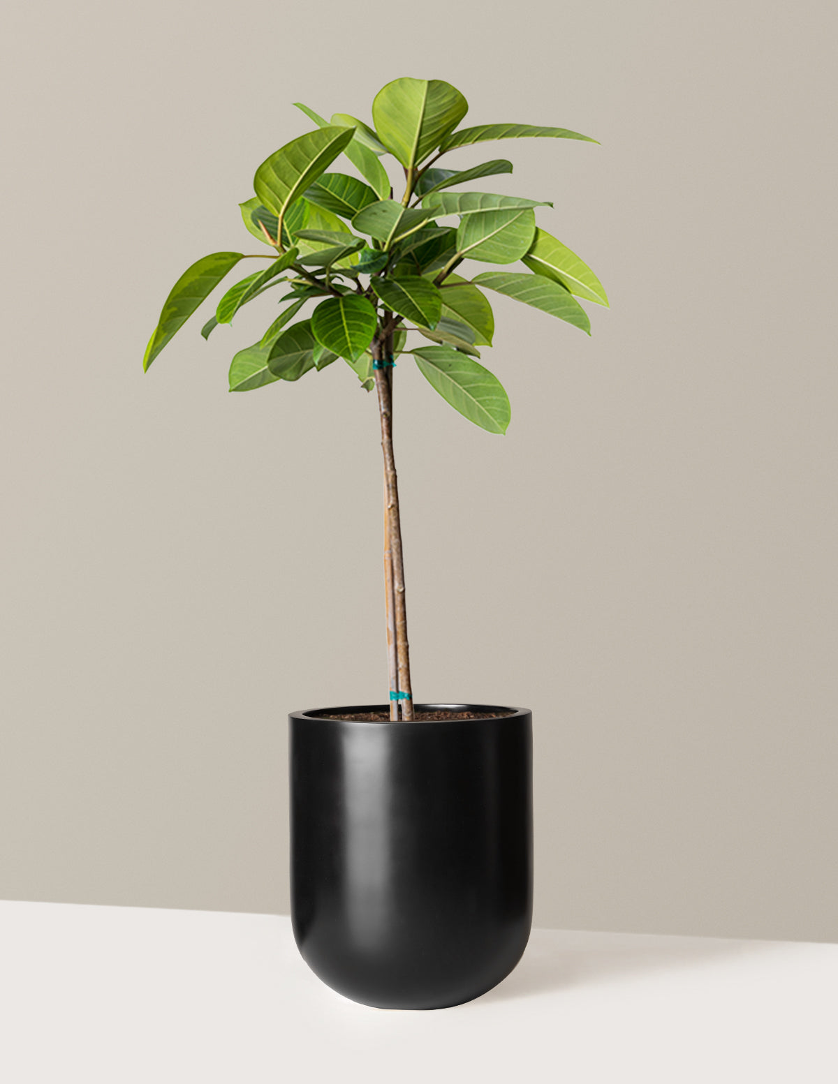 Image of Ficus Altissima Tree