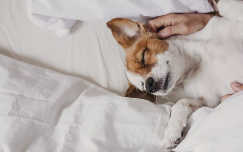 Should I Let My Puppy Sleep With Me?