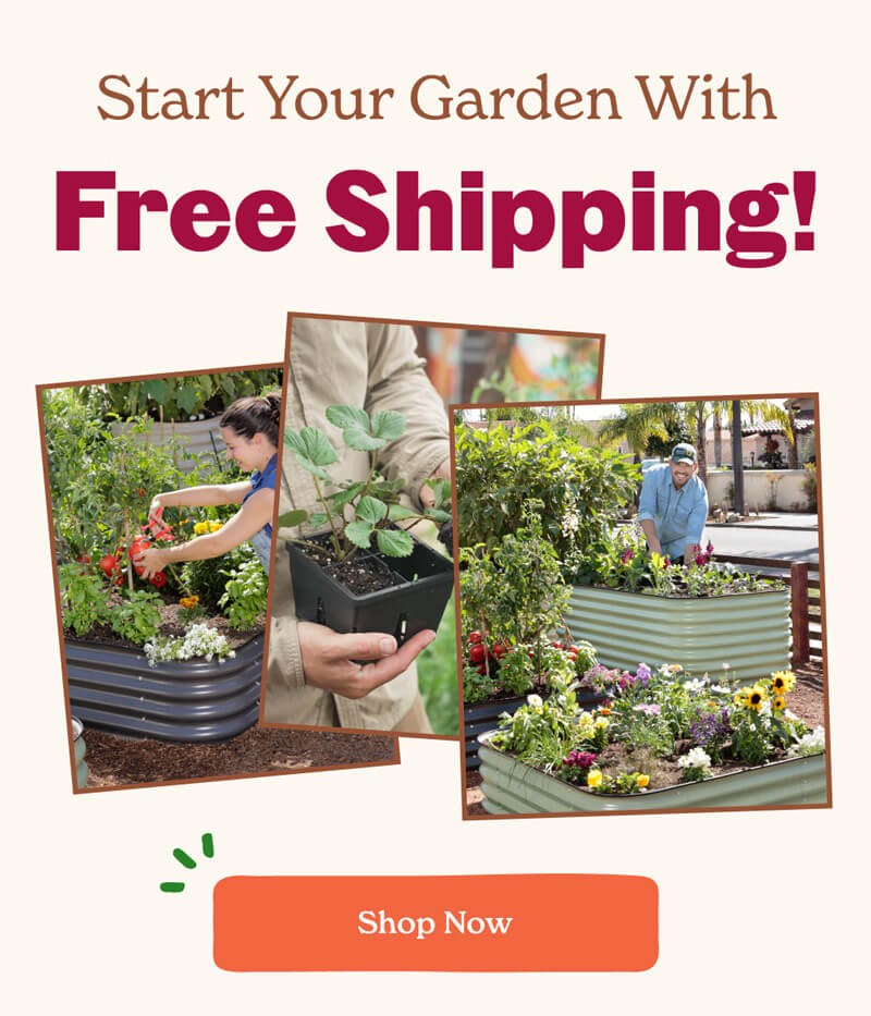 Get Free Shipping Now