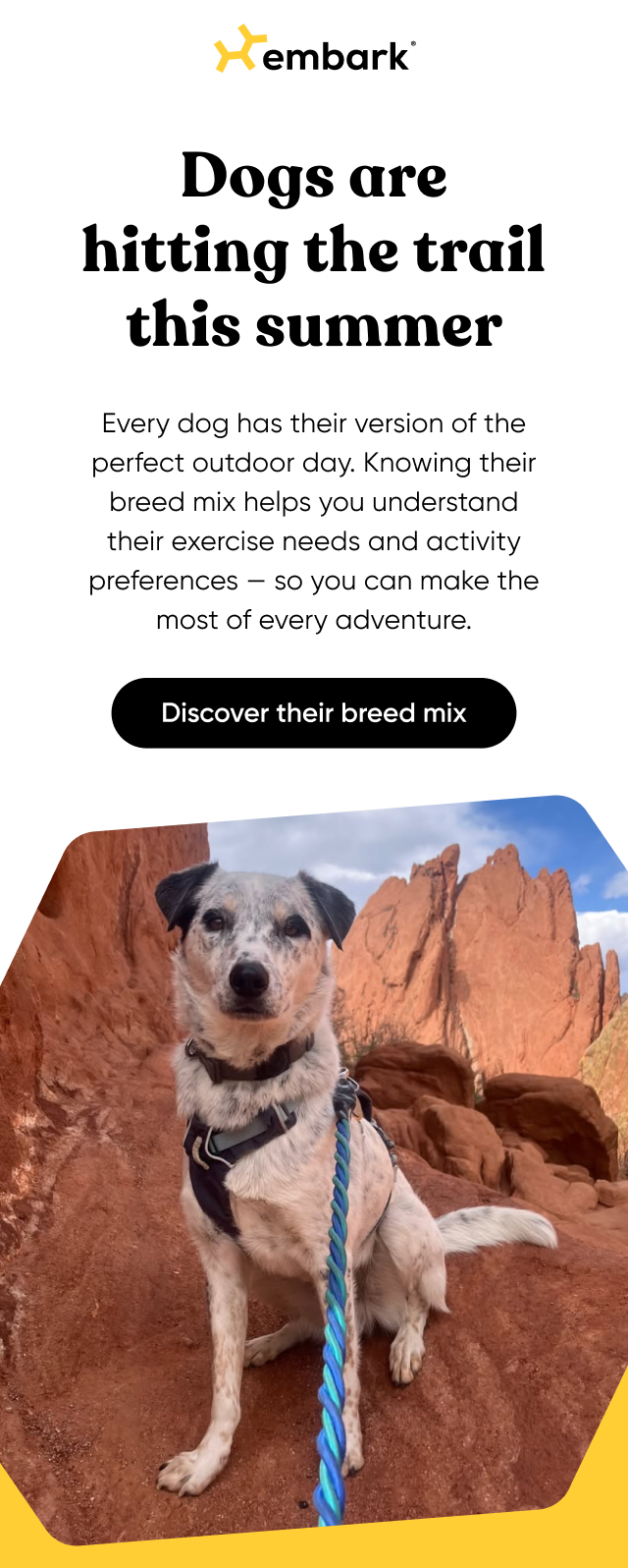 Dogs are hitting the trail this summer. Every dog has their version of the perfect outdoor day. Knowing their breed mix helps you understand their exercise needs and activity preferences — so you can make the most of every adventure.