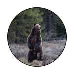 Grizzly bear icon graphic - Grizzly Bear standing with cub © C. Adams/NPS