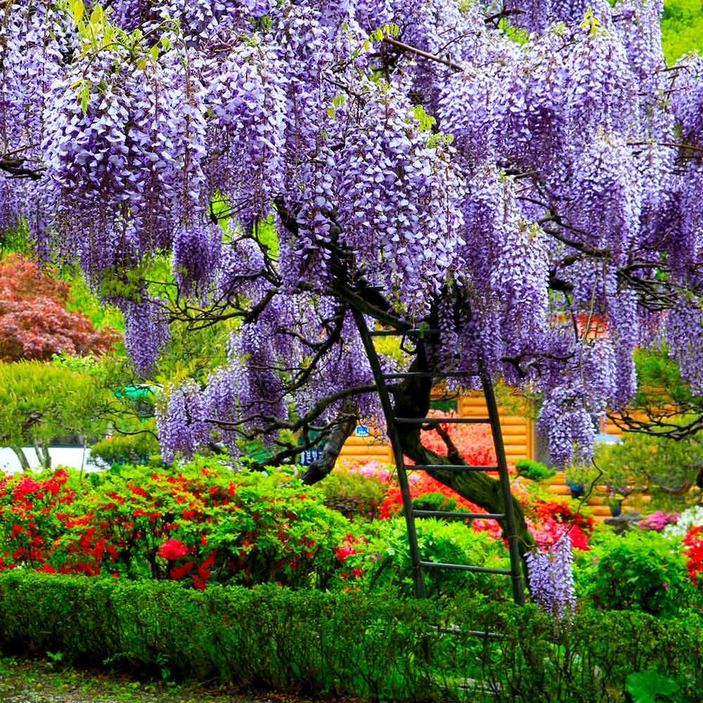 Image of Wisteria Tree