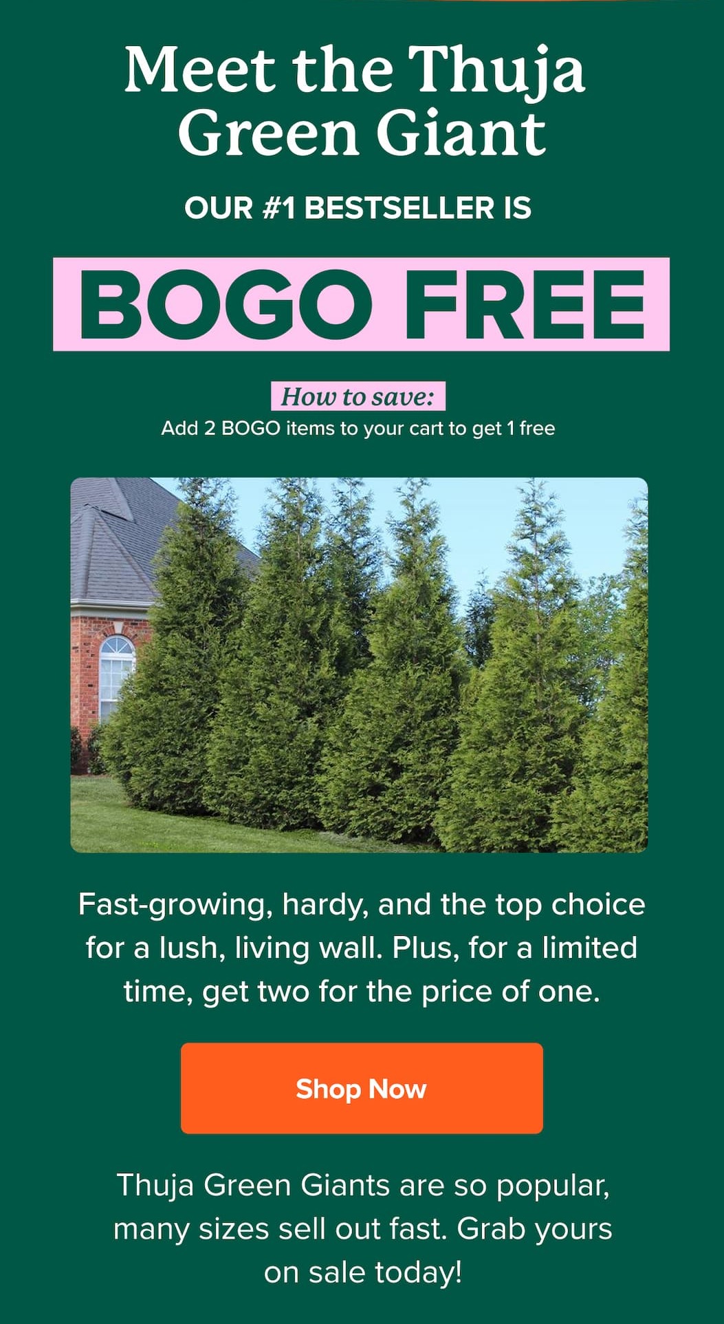 Meet the Thuja  Green Giant! Our #1 bestseller is BOGO FREE! Thuja Green Giants are so popular, many sizes sell out fast. Grab yours on sale today! SHOP NOW>>