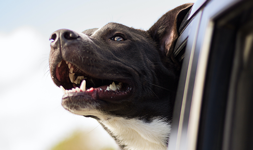 A dog with their head out the window of a car