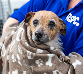 A brown dog is being held in a brown blanket by an RSPCA member of staff
