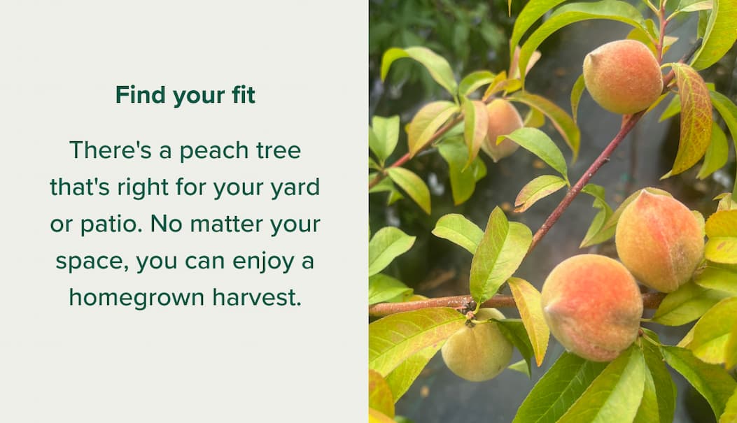 Find your fit There's a peach tree that's right for your yard or patio. No matter your space, you can enjoy a homegrown harvest.