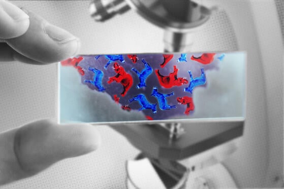 A photo illustration of a gloved hand holding up a glass microscope slide. The slide has a smear of purple with red elephants and blue donkeys suspended in it. In the background sits a microscope.