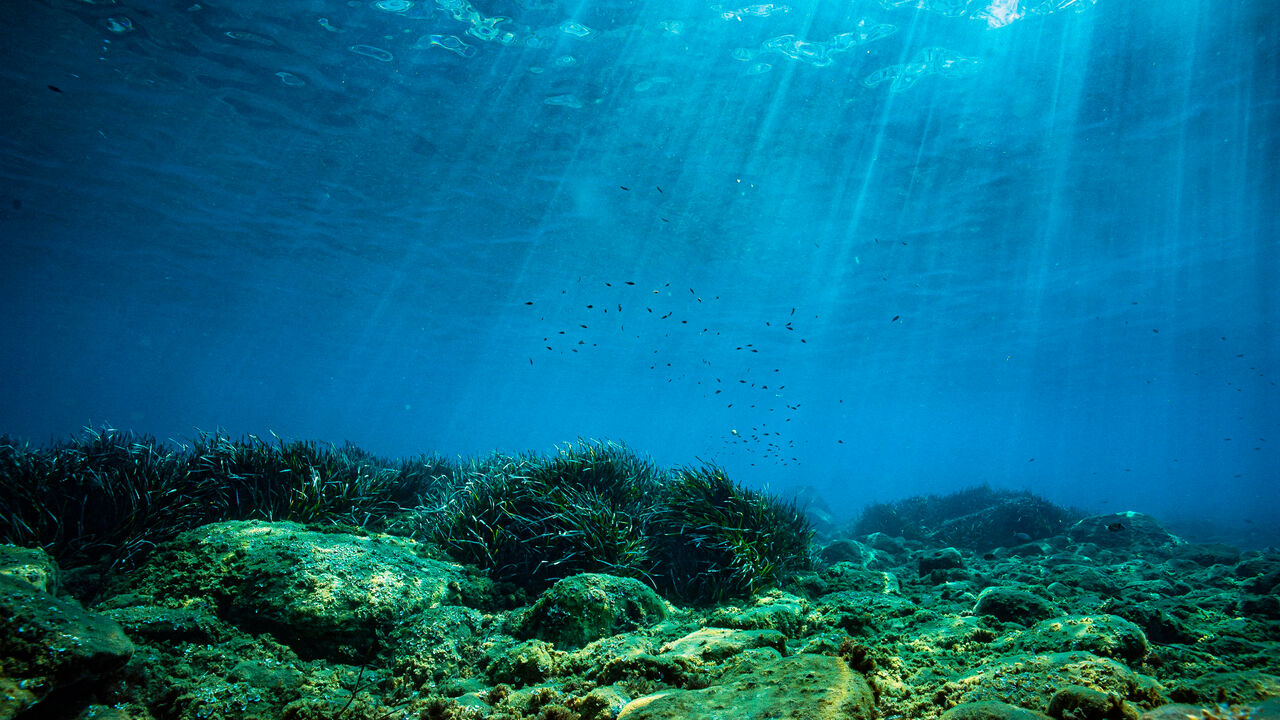 Underwater shot of a flock of bluefish.