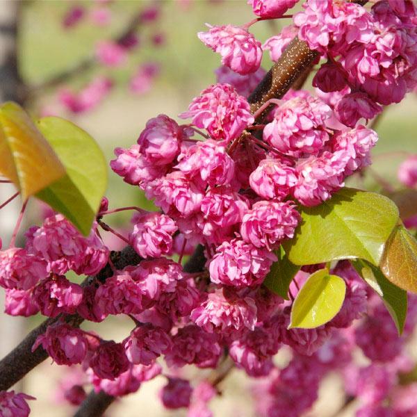 Image of Bloomables® Pink Pom Poms Redbud Tree