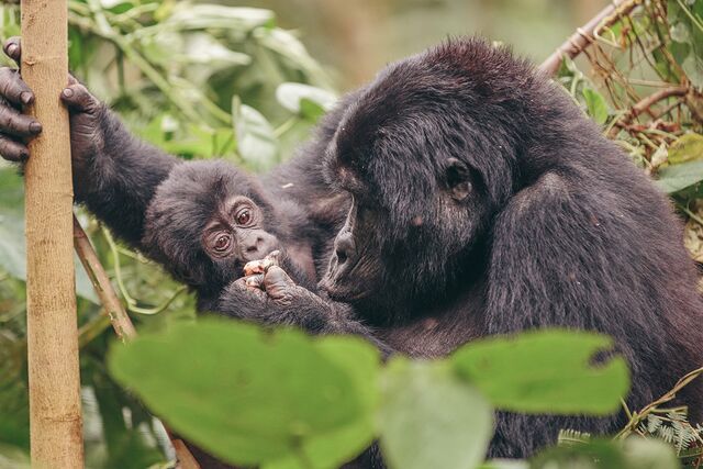 Spot a gorilla in the wild
