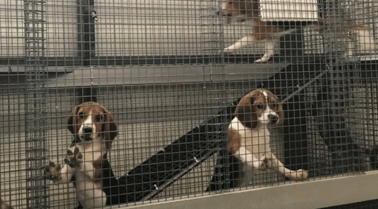 beagles in laboratory cage