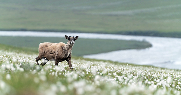 Caribou on Arctic Refuge lands.