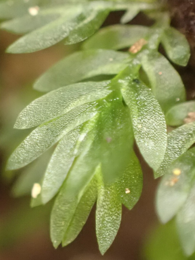A branch of a moss that has broad flat leaves. The leaves have tiny hairs on them.