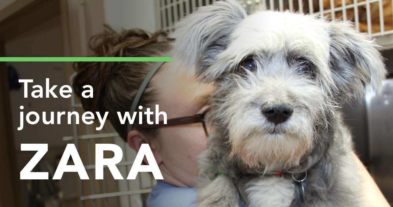 Take a journey with ZARA