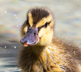 A small yellow duckling with a brown patch of fur on its head is swimming in a body of water