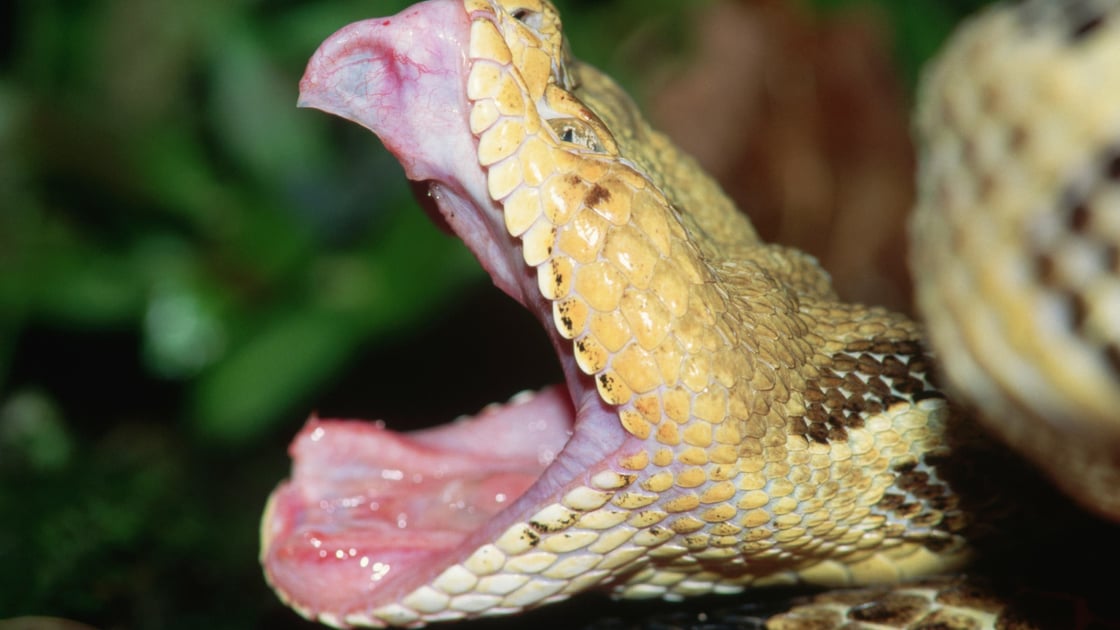 timber-rattlesnake