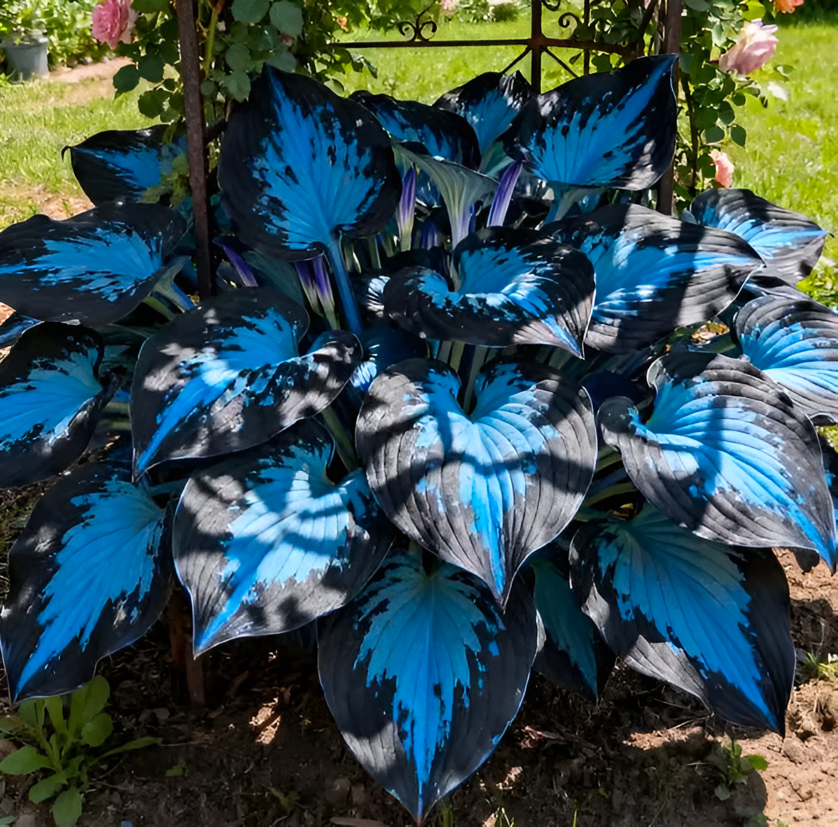 Image of Ornamental Hosta Shade Tolerant Plant Seeds For Shaded Gardens
