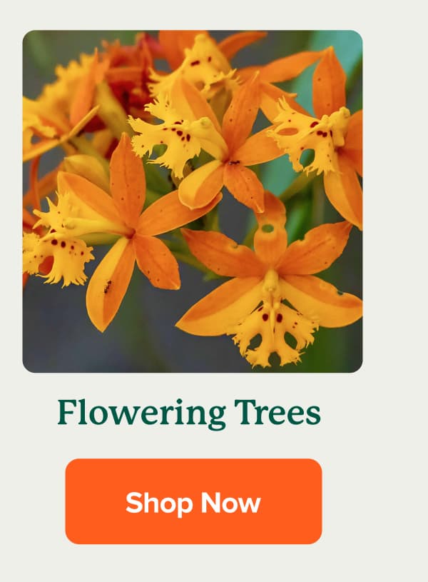 Flowering Trees SHOP NOW>>