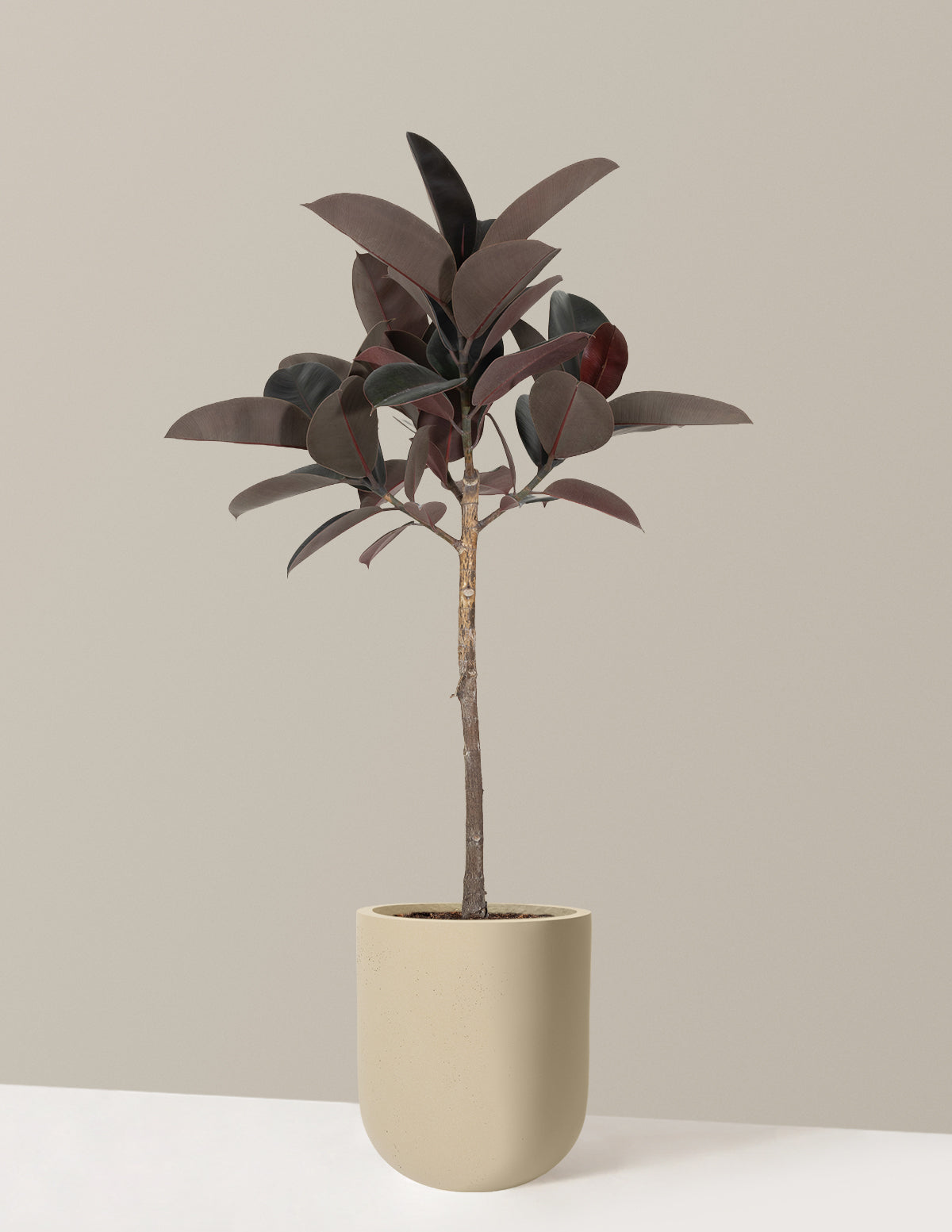 Image of Ficus Burgundy Tree