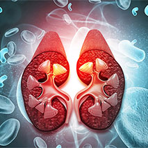 A rendering of kidneys.
