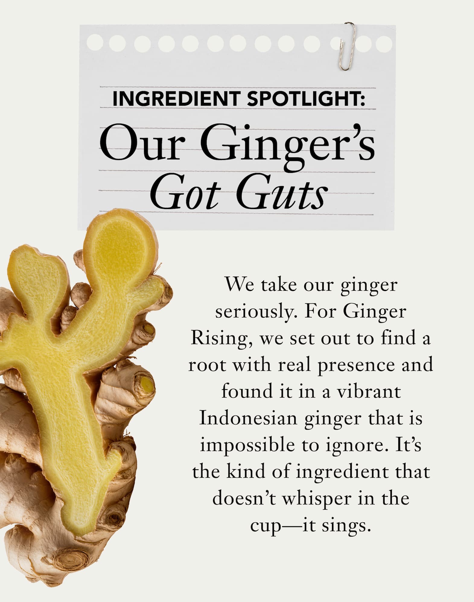 Heading: Our Ginger’s Got Guts   Body: We take our ginger seriously. For Ginger Rising, we set out to find a root with real presence and found it in a vibrant Indonesian ginger that is impossible to ignore. It's the kind of ingredient that doesn't whisper in the cup—it sings. 