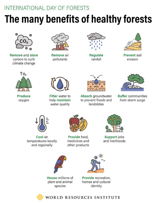 WRI Explains What is the EU Deforestation Regulation?