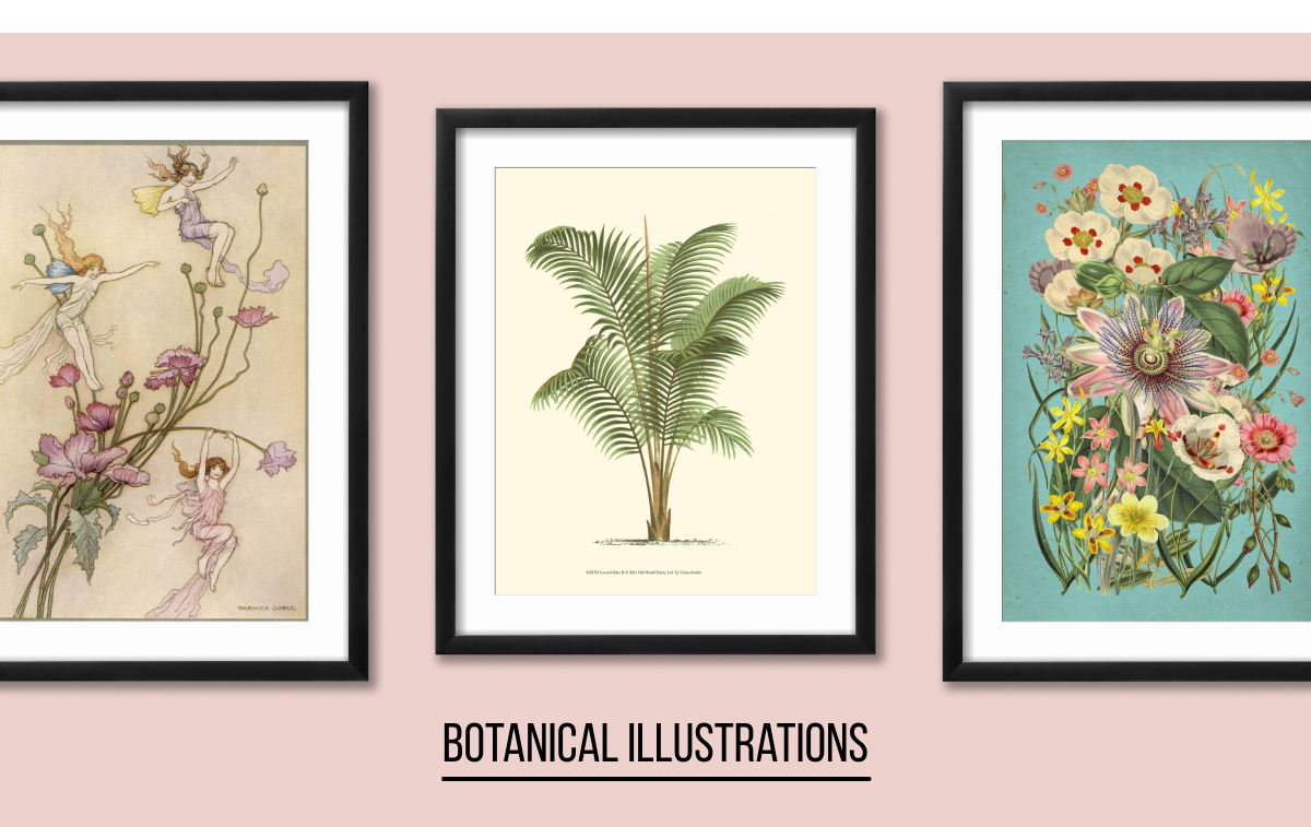 Botanical Illustration