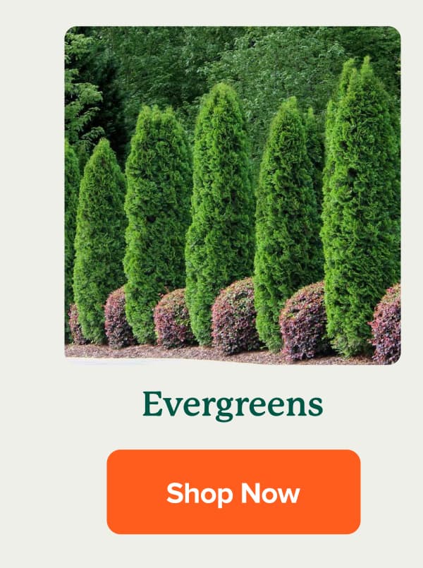 Evergreens SHOP NOW>>