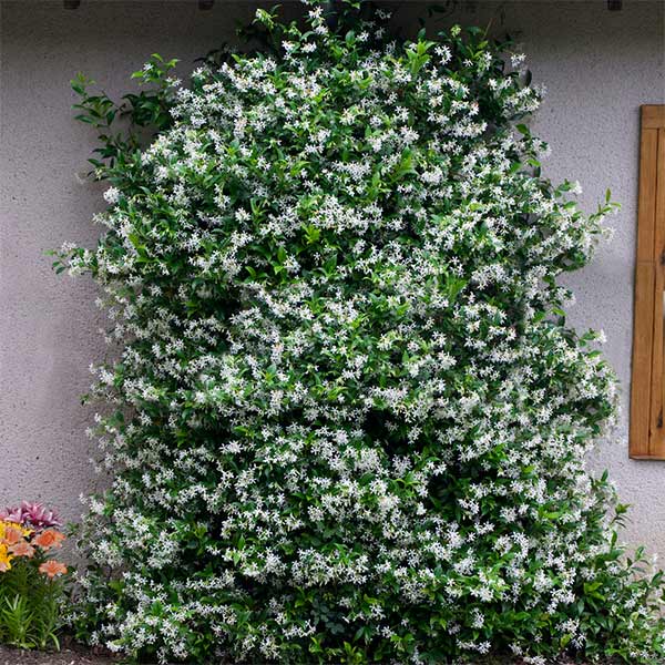 Image of Star Jasmine Vine