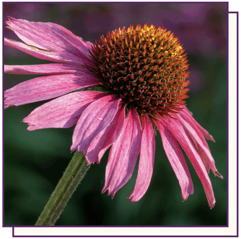 Boost Immunity with Elderberry Protect