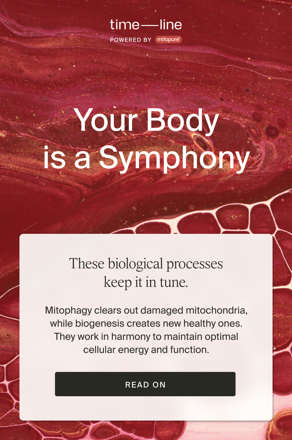 Your Body is a Symphony... These biological processes keep it in tune. Mitophagy clears out damaged mitochondria, while biogenesis creates new healthy ones. They work in harmony to maintain optimal cellular energy and function. | Read On