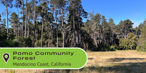 Pomo Community Forest. Mendocino Coast, California.