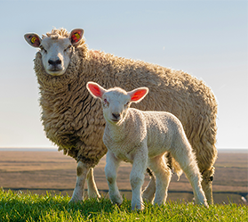 A sheep and a lamb are standing in the grass in the countryside