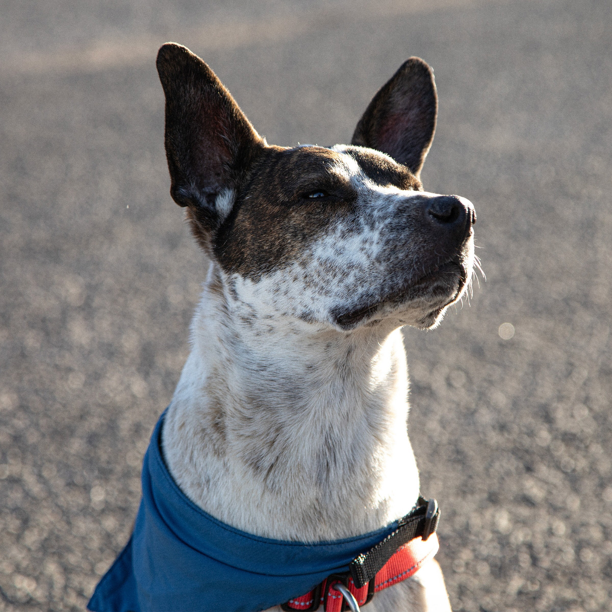 dog with bandana