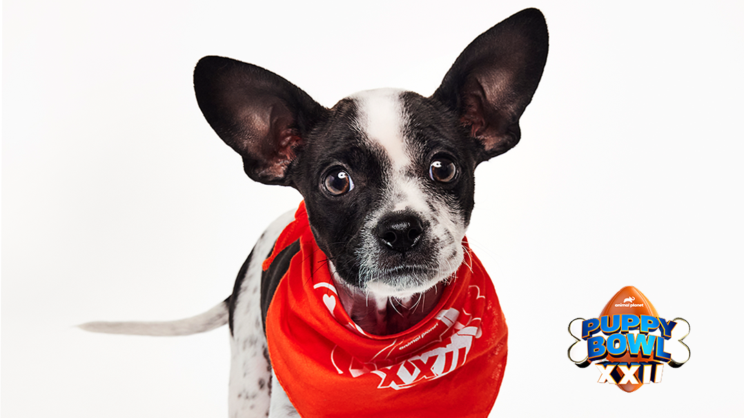 Foggy - Puppy Bowl XXII