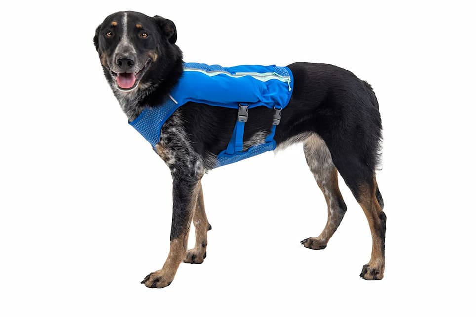 A dog wears a Trail Runner™ Running Vest