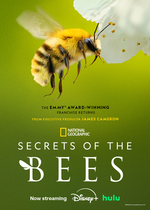 A close-up of a bee on a flower with a green background and text overlay.