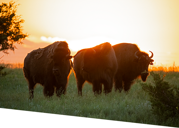 Plains bison