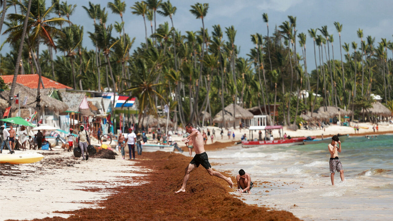 Sargassum seaweed blankets beaches in the Dominican Republic