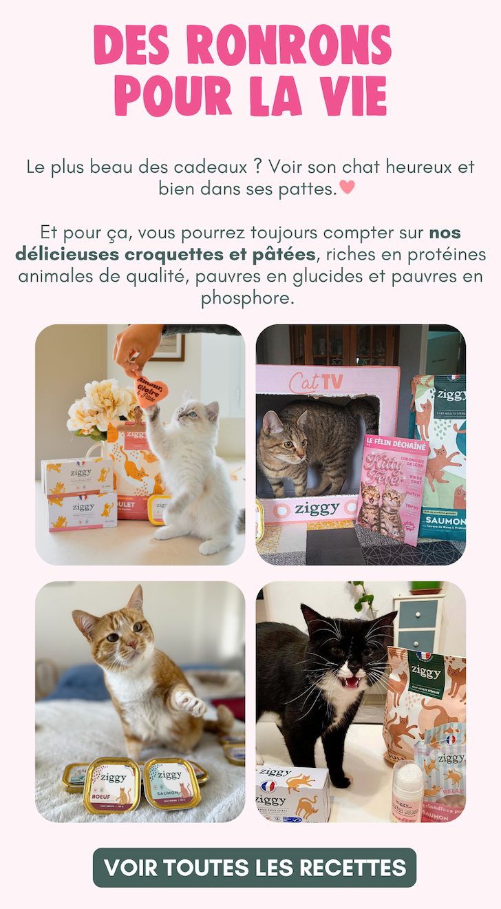 Des ronrons pour la vie