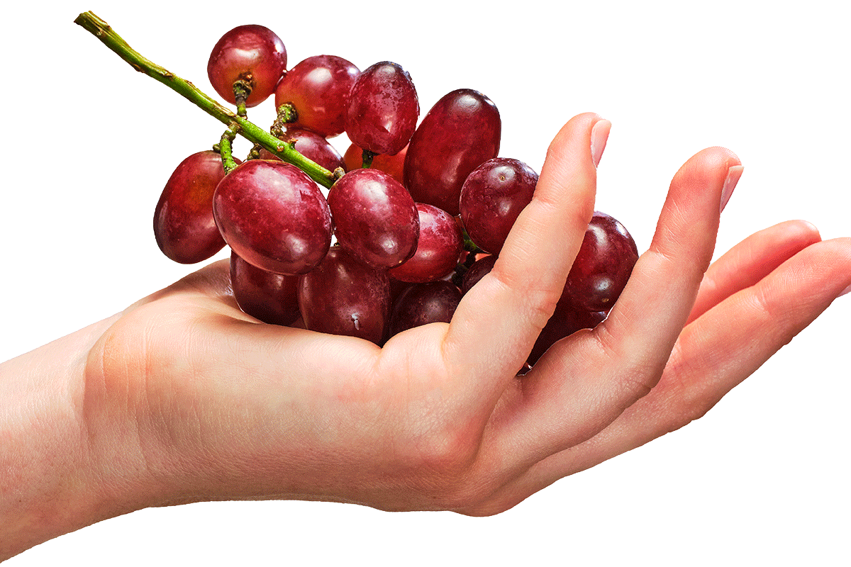 Shop Sour Grape